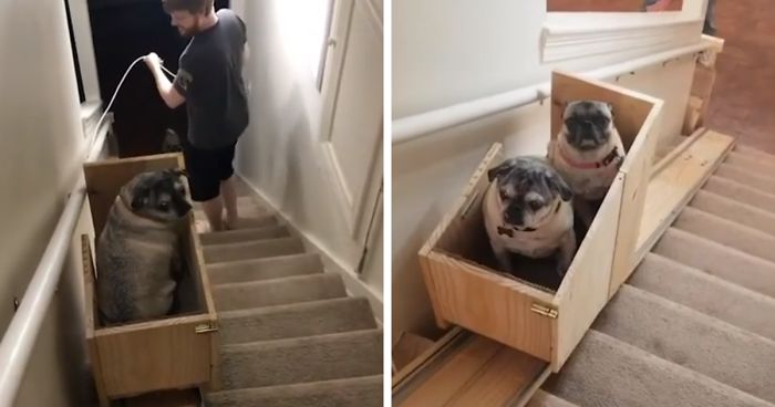 Dono De Cachorro Constrói Escada Elevatória Para Seus Três Adoráveis Pugs