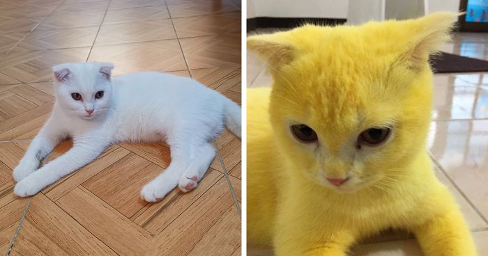 Gato Doente Fica Amarelo Após Dona Usar Cúrcuma Como Remédio