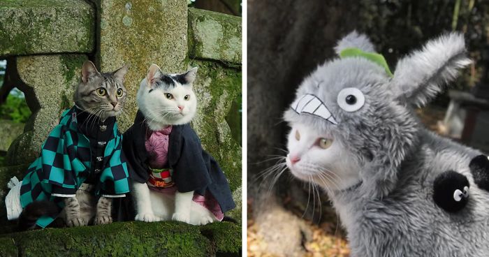 Este Homem Faz Fantasias De Anime Para Seus Gatos E Aqui Estão 35 Das Mais Legais