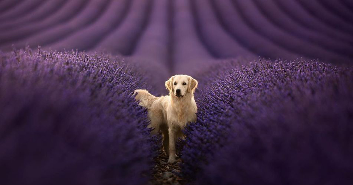 Cães Majestosos Fotografados Em Lindas Paisagens Naturais