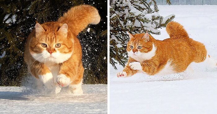 Conheça Ginger, O Gato Que Adora Neve