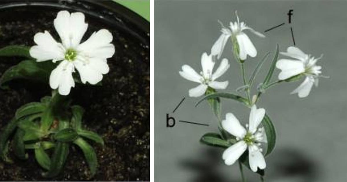 Cientistas Revivem Planta De 32.000 Anos Da Sibéria