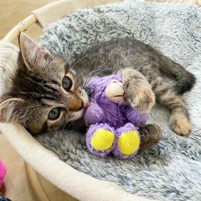 Conheça Matilda Beans, A Gatinha Que Carrega Seu Brinquedo Para Todos Os Lugares